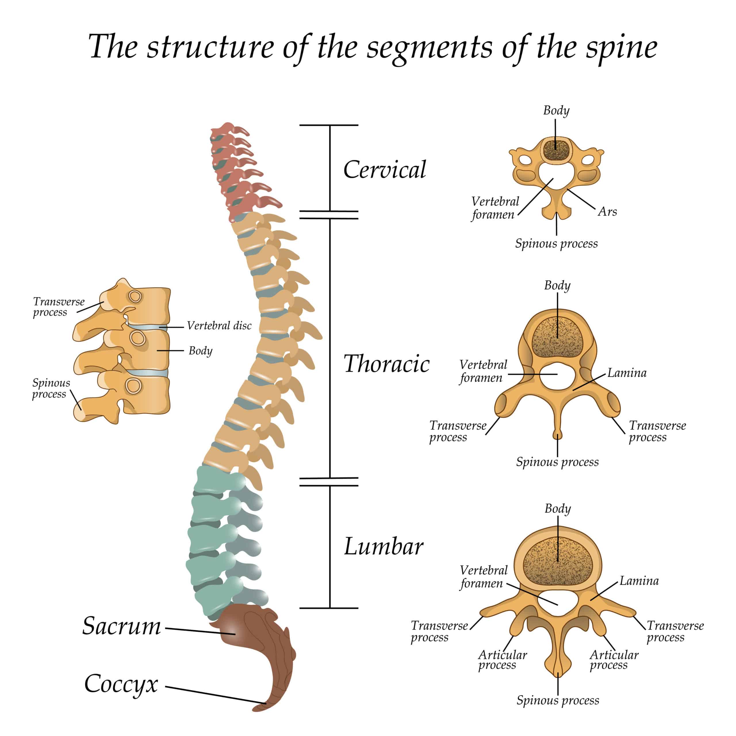 Diagram of segments of the spine