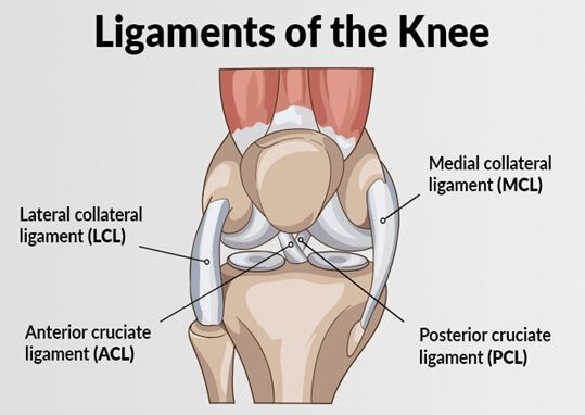 Graphic illustrating ligaments of the knee where ligament injuries can occur
