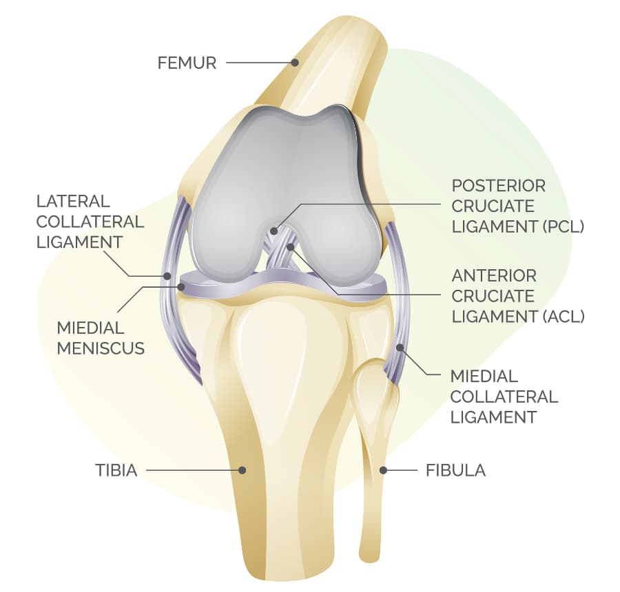 Illustration of knee cartilage anatomy with markings for MCL and more